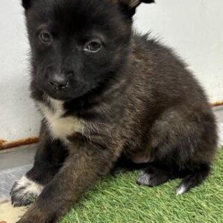 ※優先期間内にお迎え下さい　2月16日迄