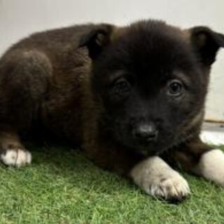 ※優先期間内にお迎え下さい　2月16日迄