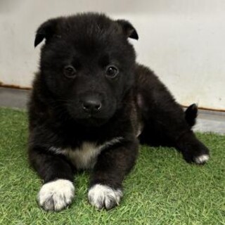 ※優先期間内にお迎え下さい　2月16日迄