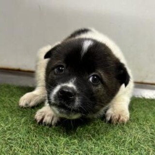 ※優先期間内にお迎え下さい　2月16日迄