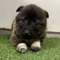※優先期間内にお迎え下さい　2月16日迄