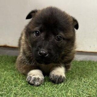 ※優先期間内にお迎え下さい　2月16日迄