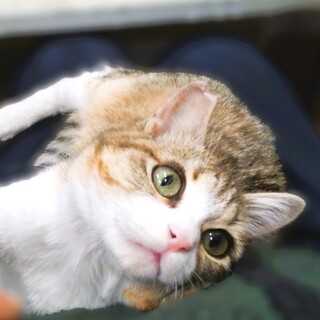 ★里親様決定★だっこ大好き！甘えん坊❤風太郎