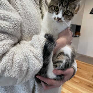 キジ白四兄妹♡トシちゃん