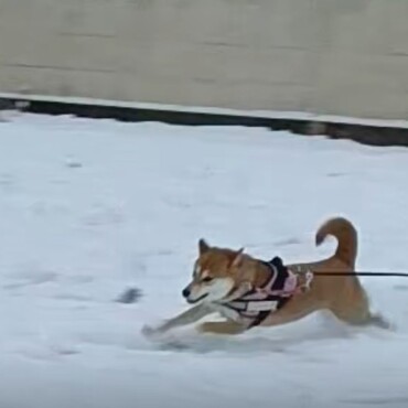 雪遊び⛄️走る