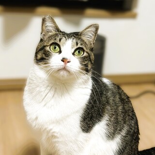 ★里親様決定★おっとり温厚な男の子❤カブくん