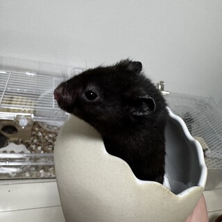 黒ハムスター