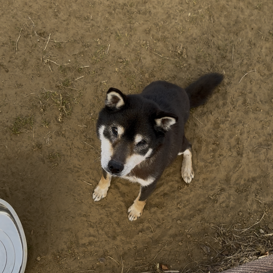 ライチのカバー写真