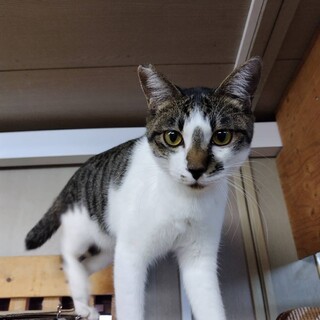 すりすり三兄弟☆甘えん坊♥コアラ鼻くんฅ•ω•ฅ