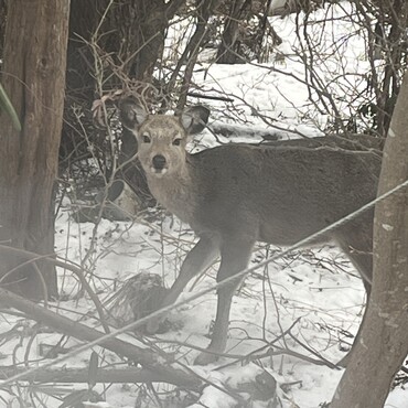 また今シーズンも庭に来てしまいました！