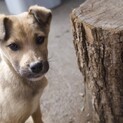 生後４ヶ月の仔犬です。