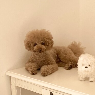 シトロン君　動くぬいぐるみとツーショット