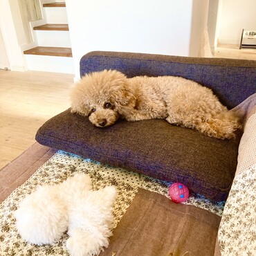 シトロン君　動くぬいぐるみとまったり中