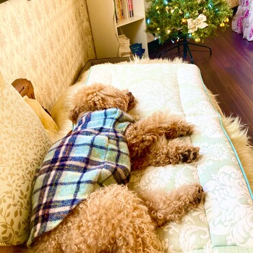 シトロン君　ティールームシフォンでまったり