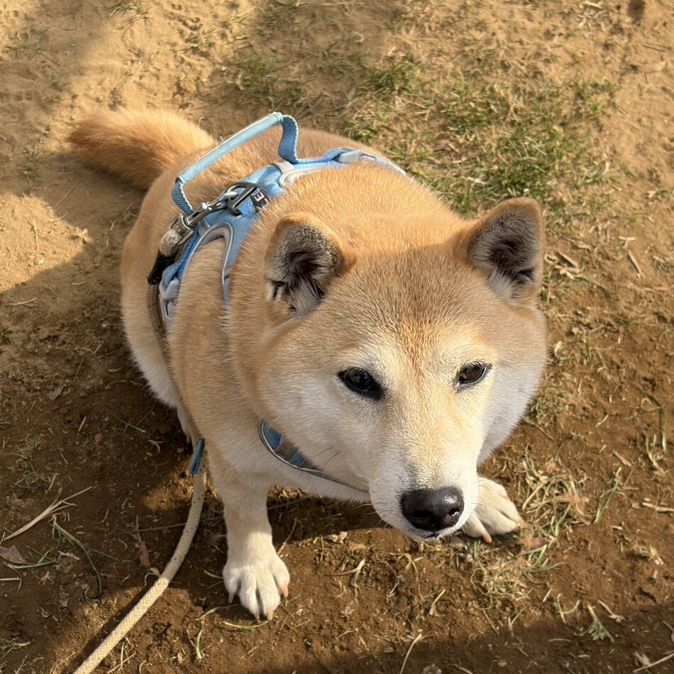 まこのカバー写真