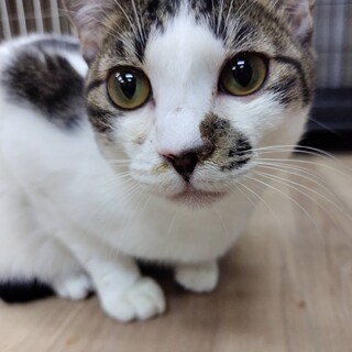 すりすり三兄弟☆人馴れキジ白くんฅ•ω•ฅ