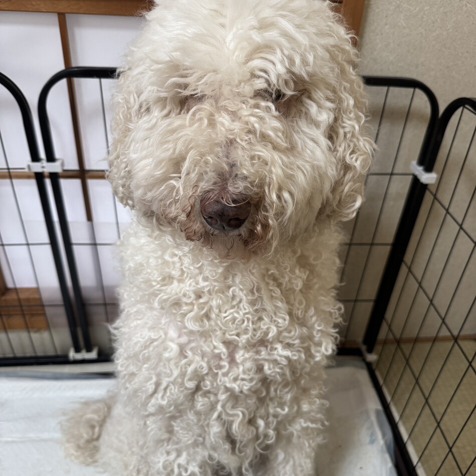 エステルのカバー写真