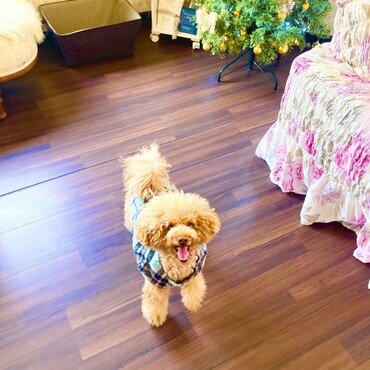 シトロン君　ティールームシフォンにて