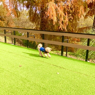 シトロン君　ムーミンバレーパーク内　ドッグラン