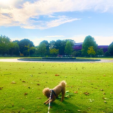 シトロン君　栃木市総合運動公園にてお散歩