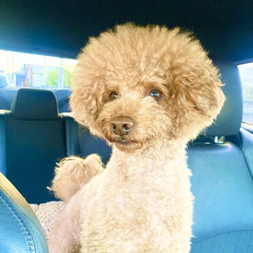 シトロン君　ドライブ中　