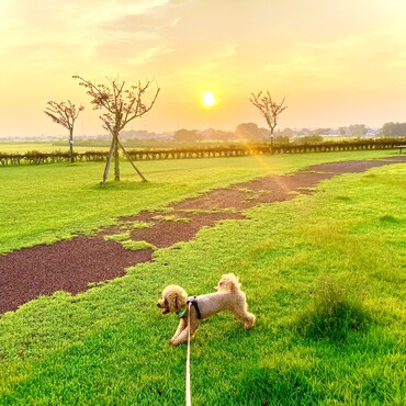 シトロン君　夏の日の出　朝日を浴びて