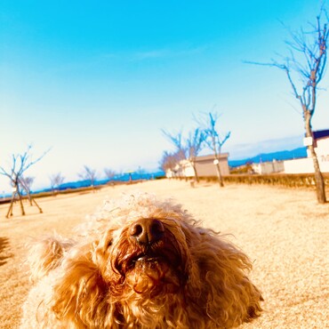 シトロン君　青空クンクン　お散歩大好き
