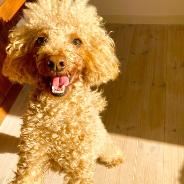 シトロン君　可愛いスマイルいただきました