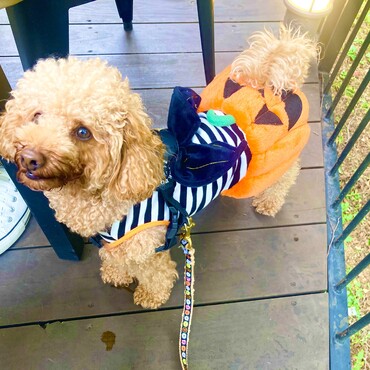 シトロン君　ハロウィン