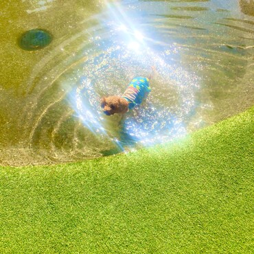 シトロン君　夏　ドギーズアイランド　ドッグラン