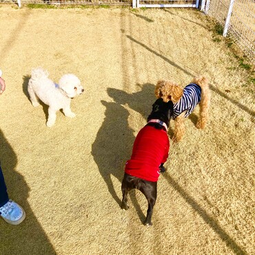 シトロン君　ドッグラン　お友達と