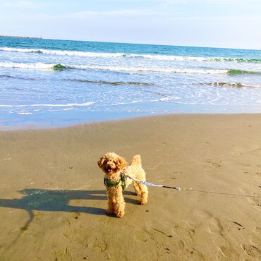 シトロン君　茨城県大洗海岸