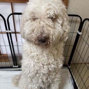 エステルの写真