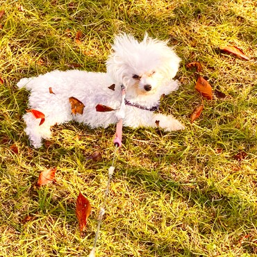 シエルちゃん　お散歩