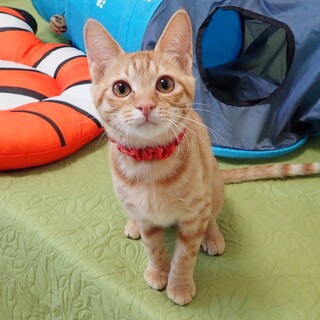 【2/14東銀座】まろんちゃん★４ヵ月♪