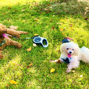 シエルちゃんとシトロン君　お散歩