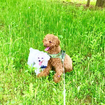 シエルちゃん　シトロン君　お散歩