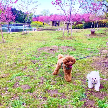 シエルちゃん　シトロン君　古河総合運動公園にて