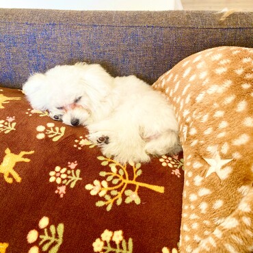 シエルちゃん　おねんね