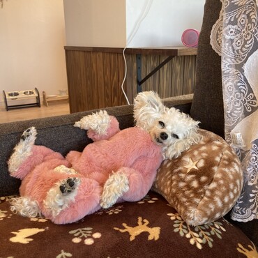 シフォンちゃん　お家にて