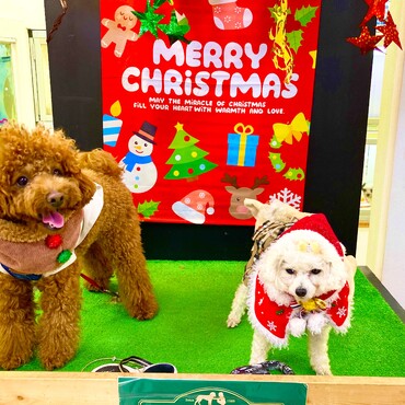 シフォンちゃん　シトロン君　メリークリスマス