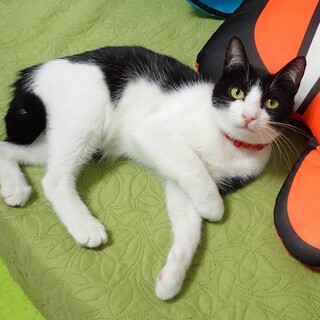 【2/14東銀座】ももちゃん★４ヵ月♪