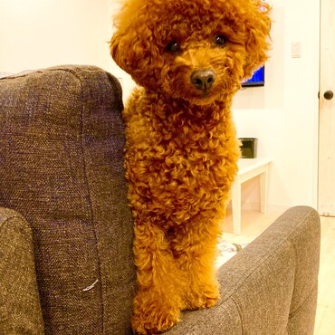 シトロン君　お家にて