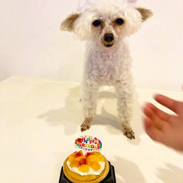 シフォンちゃん　ハッピーバースデー