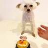 シフォンちゃん　ハッピーバースデー