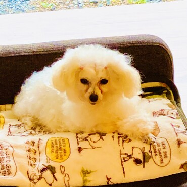 シフォンちゃん　