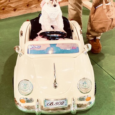 シフォンちゃん　ドッグランにて