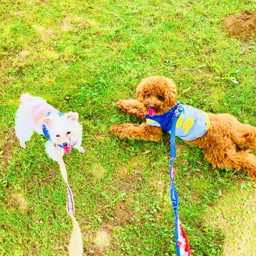 シフォンちゃん　シトロン君　古河総合運動公園
