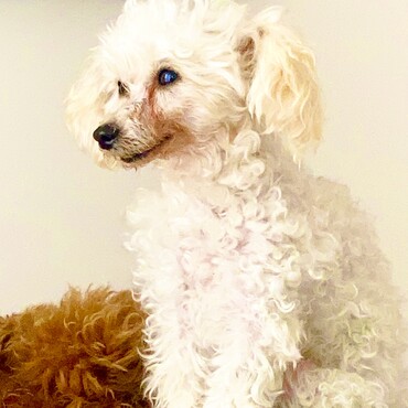 シフォンちゃんの美しい横顔