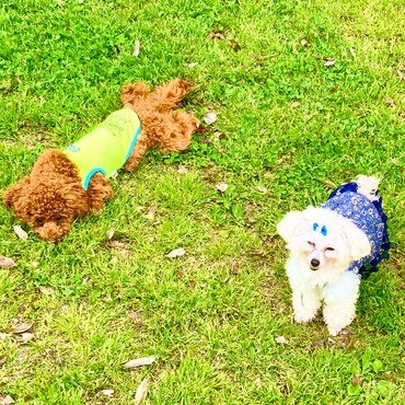 シフォンちゃん　シトロン君　イバライド